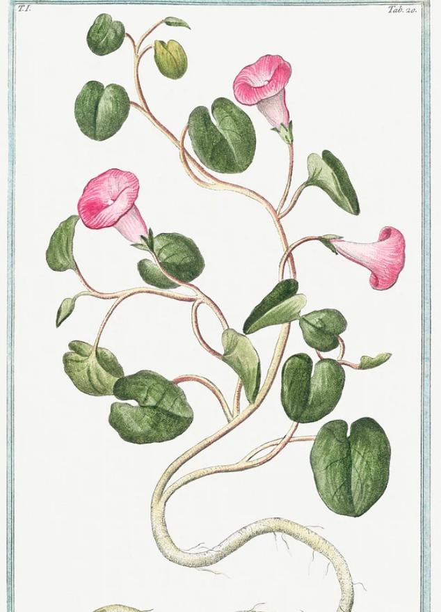 Hortus Romanus Botanical Plates(ローマ植物園の植物図譜) - artgraph.