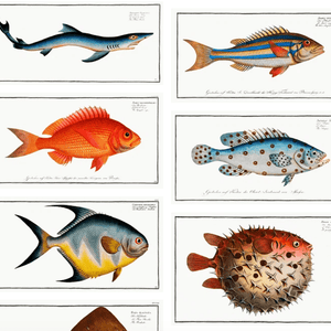 The natural history of fishes