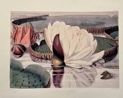 レジアのアートポスター・アートキャンバス