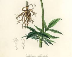 Medical Botany(薬用植物学)