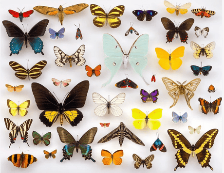 Insects Unlocked Project(昆虫アンロックプロジェクト) - artgraph.