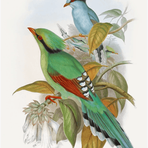 John Gould(ジョン グールド)