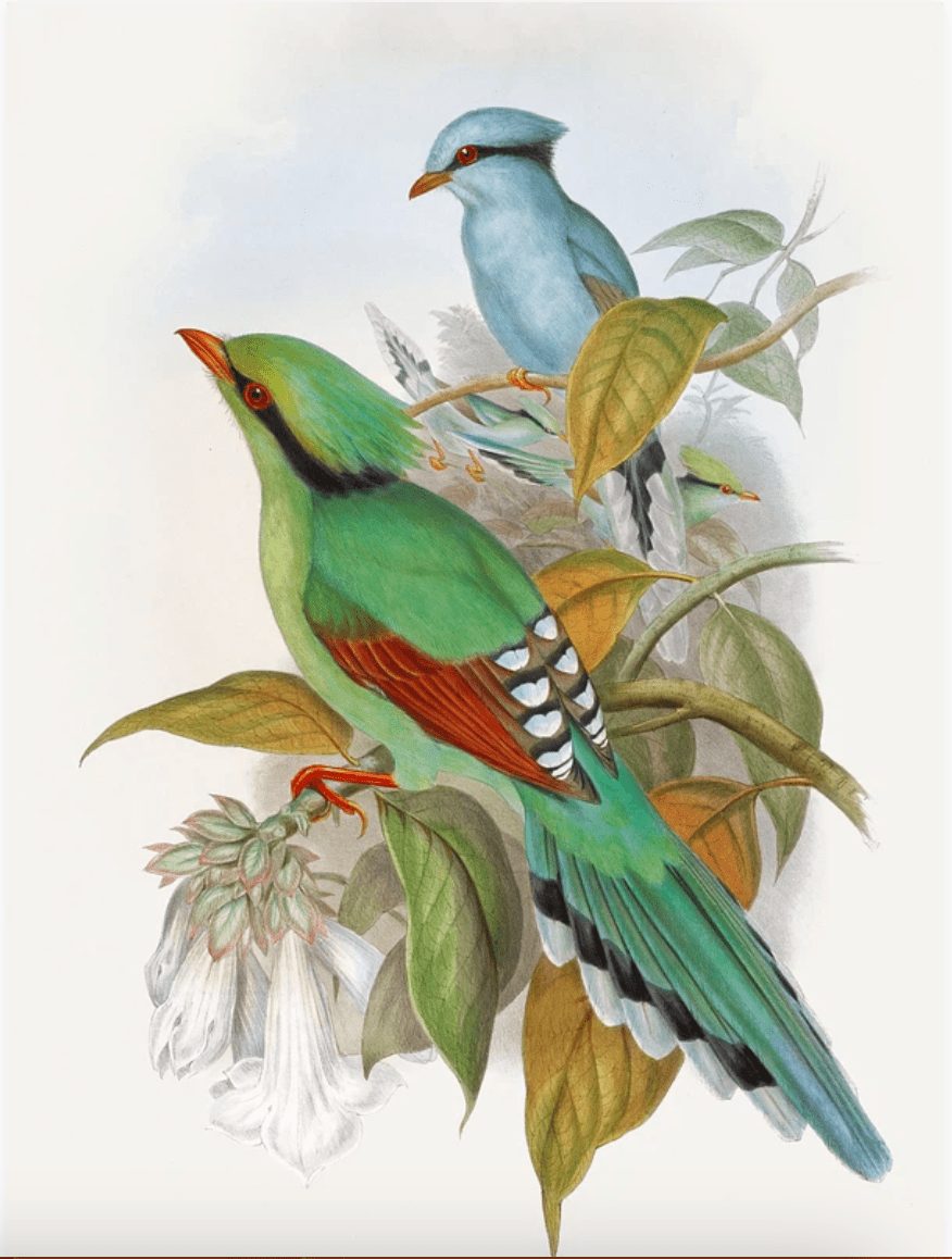 John Gould(ジョン グールド) - artgraph.