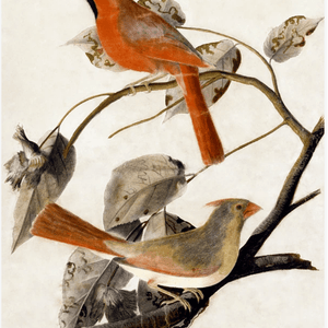 John James Audubon(ジョン ジェームス オーデュボン)