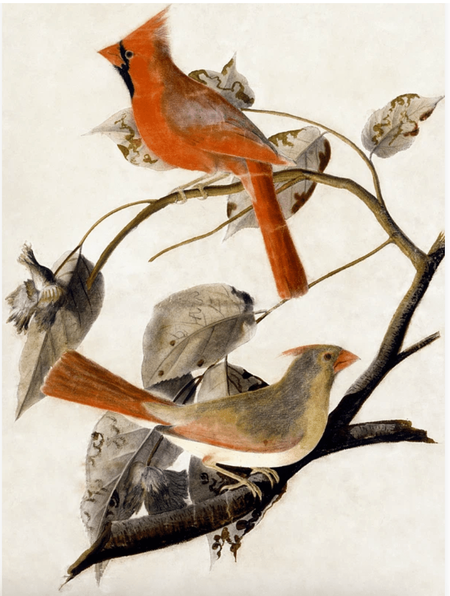 John James Audubon(ジョン ジェームス オーデュボン) - artgraph.