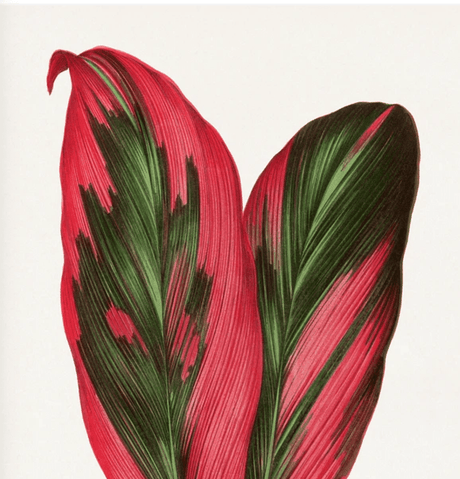 Les Plantes à Feuillage Coloré(レ プラント ア フォイラージュ コロレ) - artgraph.