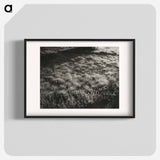 Grass and Frost - アルフレッド スティーグリッツ Poster.