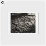 アートポストカード-Grass and Frost - アルフレッド スティーグリッツ Postcard.