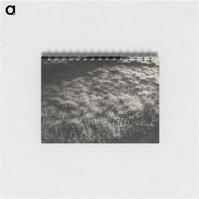 アートメモ帳-Grass and Frost - アルフレッド スティーグリッツ Memo.