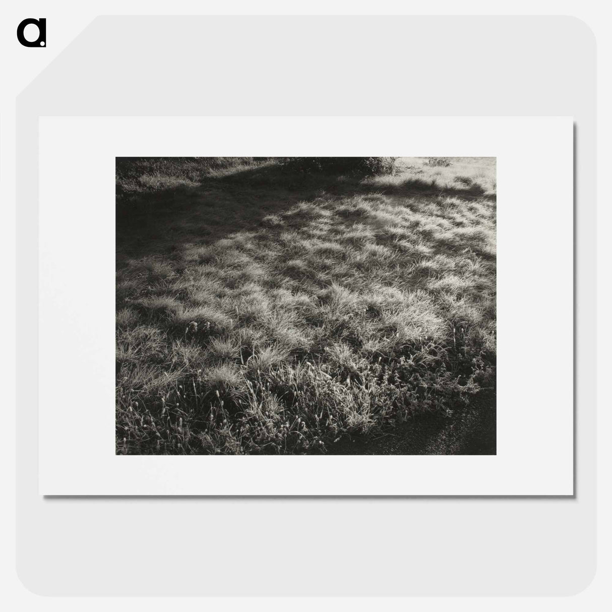 Grass and Frost - アルフレッド スティーグリッツ Poster.