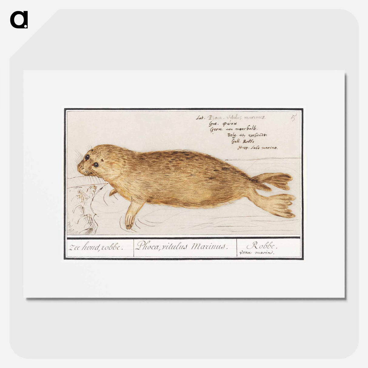 Seal - アンセルムス ボエティウス デ ブート Poster.