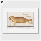 Seal - アンセルムス ボエティウス デ ブート Poster.