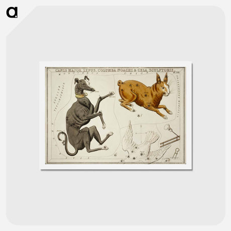 アートポストカード-Sidney Hall’s astronomical chart illustration of the Canis Major, Lepus, Columba Noachi and the Cela Sculptoris - アンティーク地図 Postcard.