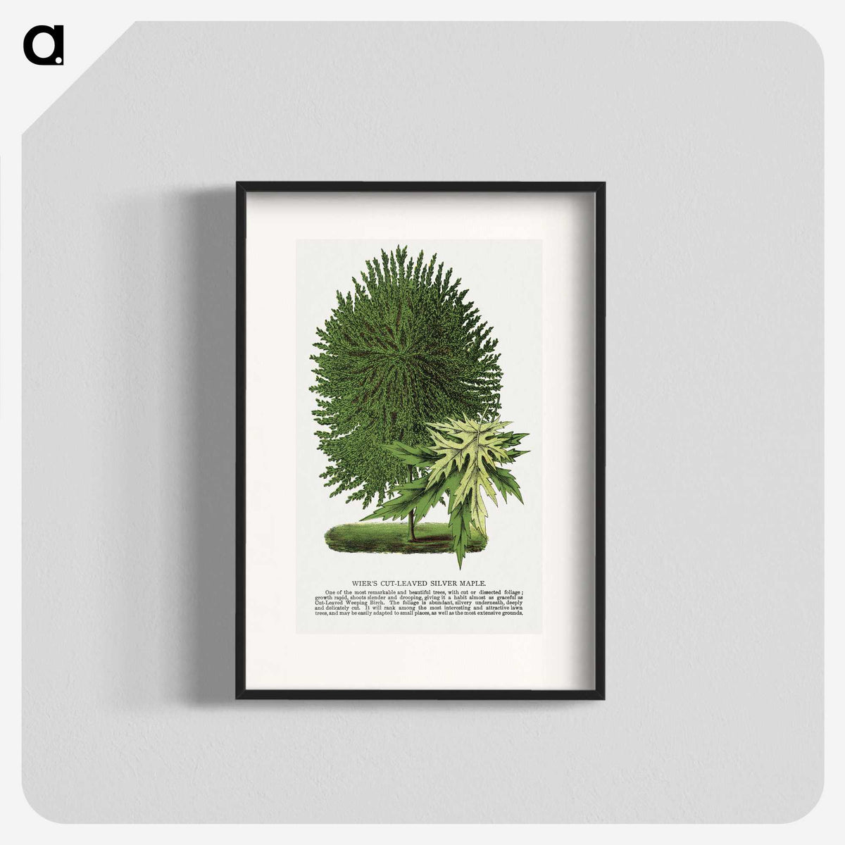1-100_Botanical-Specimen-Plates_blk