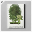 1-100_Botanical-Specimen-Plates_canvas