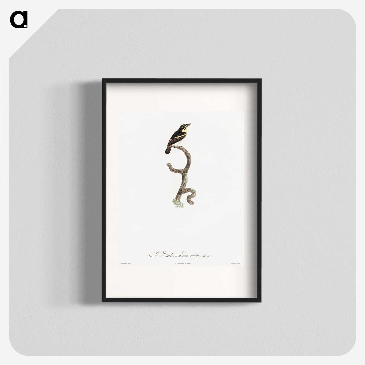 1-100_Des-Oiseaux-de-Paradis_blk