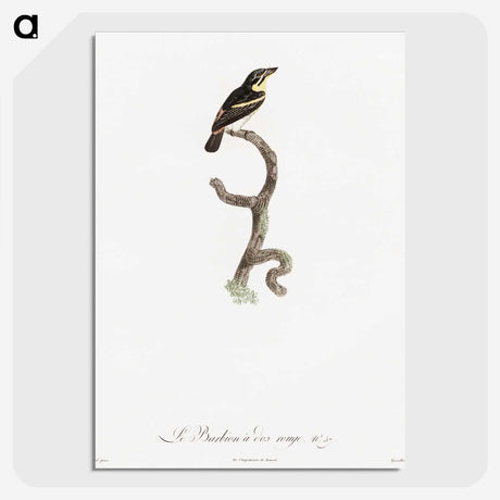 1-100_Des-Oiseaux-de-Paradis_picture-crop
