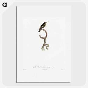 1-100_Des-Oiseaux-de-Paradis_picture