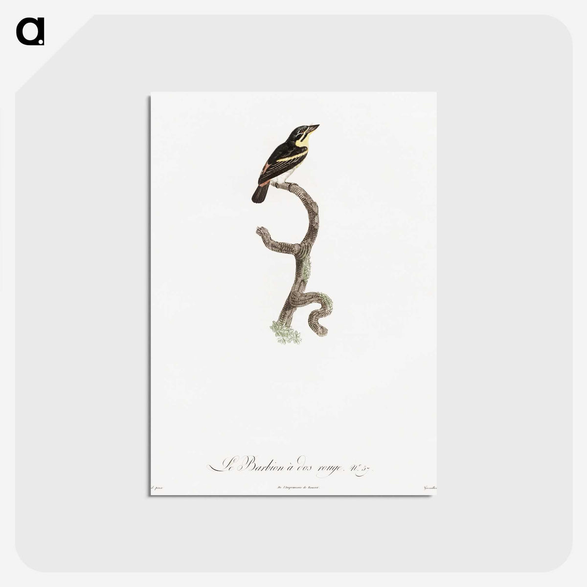 1-100_Des-Oiseaux-de-Paradis_postcard