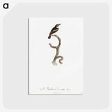 1-100_Des-Oiseaux-de-Paradis_postcard