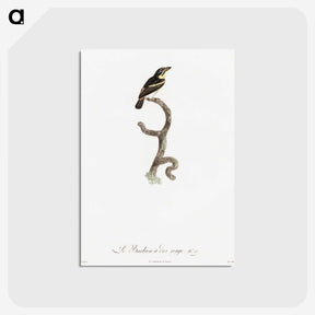 1-100_Des-Oiseaux-de-Paradis_postcard