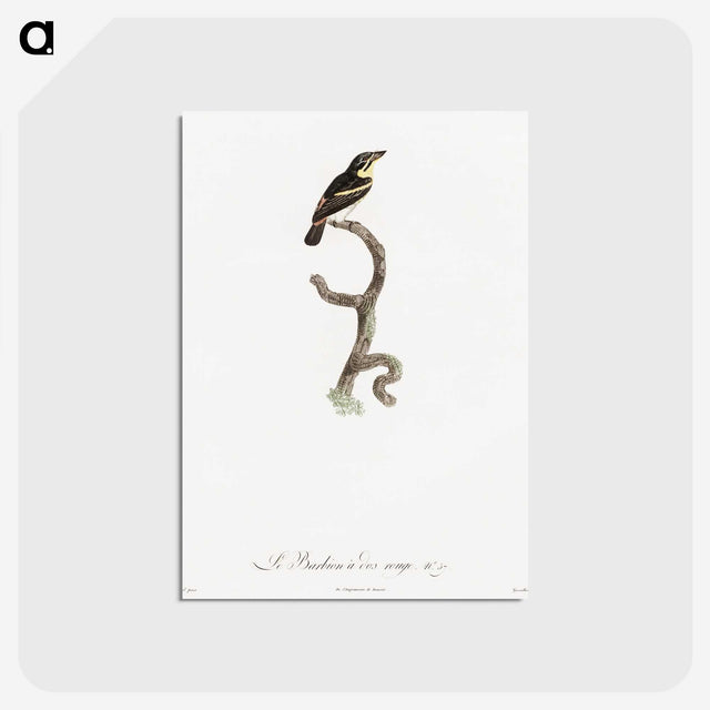 1-100_Des-Oiseaux-de-Paradis_postcard