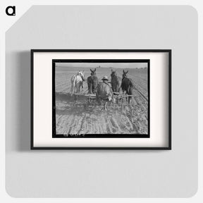 アートポスター-Cultivating beans with a four-row cultivator. Near Santa Ana, California - ドロテア ラング Poster.