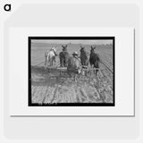 Cultivating beans with a four-row cultivator. Near Santa Ana, California - ドロテア ラング Poster.