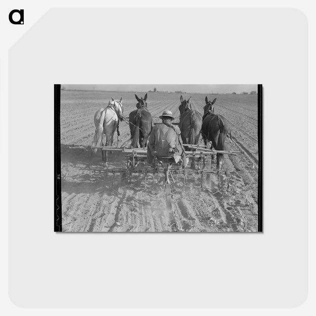 1-100_Dorothea-Lange_postcard