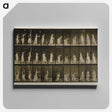 1-100_Eadweard-Muybridge_canvas