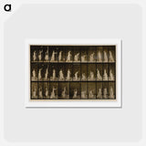 アートポストカード-Woman Throwing Handkerchief
 - エドワード マイブリッジ Postcard.