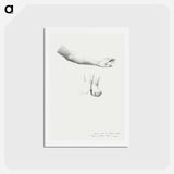 アートポストカード-Arm and Feet, study for Mirror of Venus - エドワード バーン ジョーンズ Postcard.