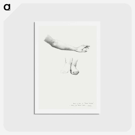 アートポストカード-Arm and Feet, study for Mirror of Venus - エドワード バーン ジョーンズ Postcard.