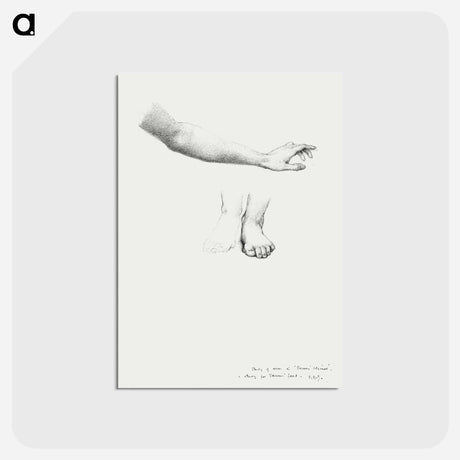 アートポストカード-Arm and Feet, study for Mirror of Venus - エドワード バーン ジョーンズ Postcard.