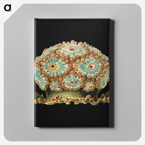 1-100_Ernst-Haeckel_canvas