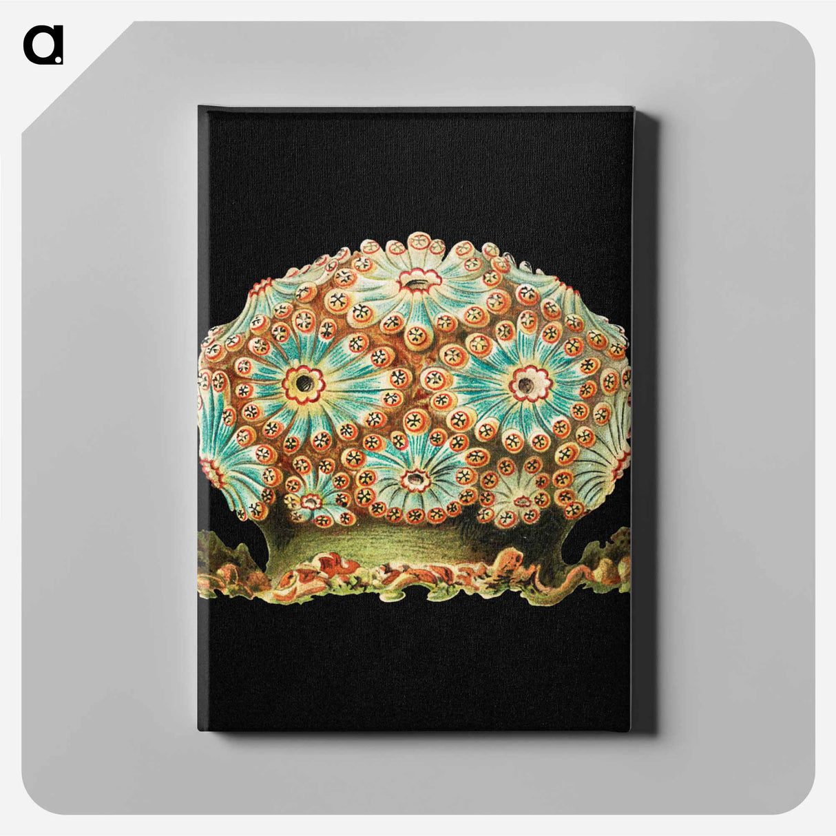 Colorful vintage tunicate marine life illustration - エルンスト ヘッケル Canvas.