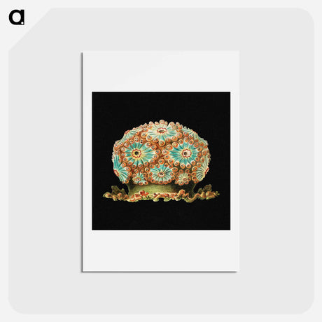 アートポストカード-Colorful vintage tunicate marine life illustration - エルンスト ヘッケル Postcard.