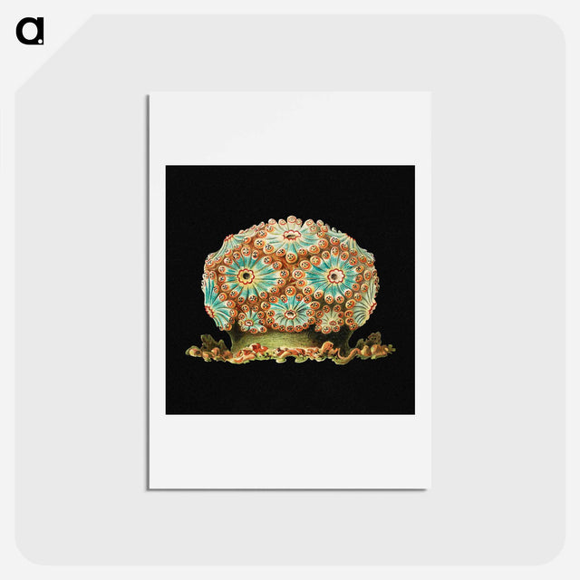 アートポストカード-Colorful vintage tunicate marine life illustration - エルンスト ヘッケル Postcard.