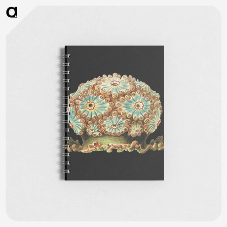 1-100_Ernst-Haeckel_memo