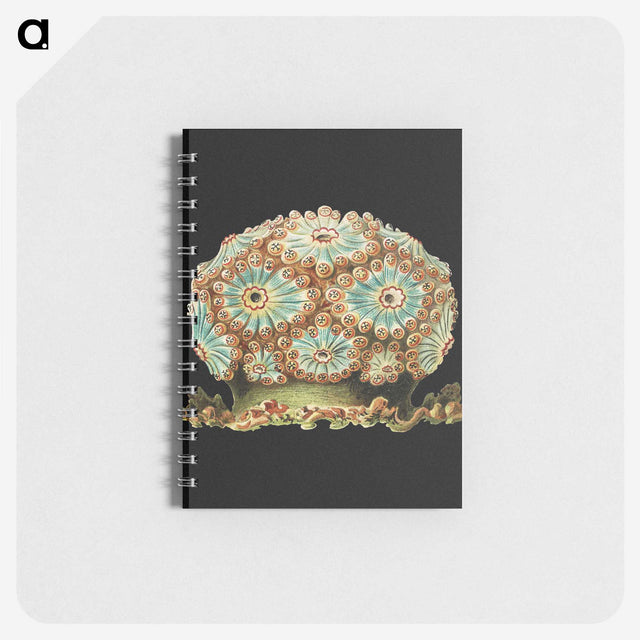 1-100_Ernst-Haeckel_memo