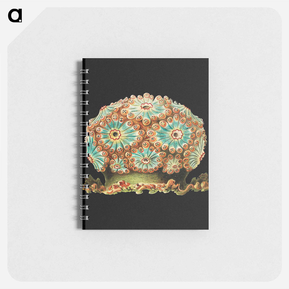 アートメモ帳-Colorful vintage tunicate marine life illustration - エルンスト ヘッケル Memo.