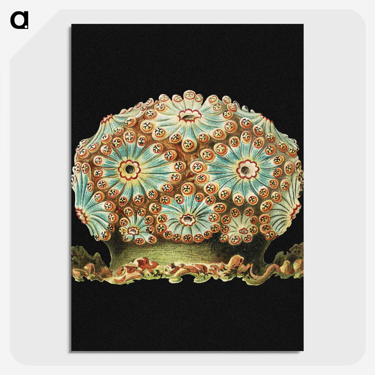 1-100_Ernst-Haeckel_picture-crop
