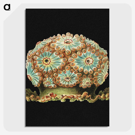 1-100_Ernst-Haeckel_picture-crop