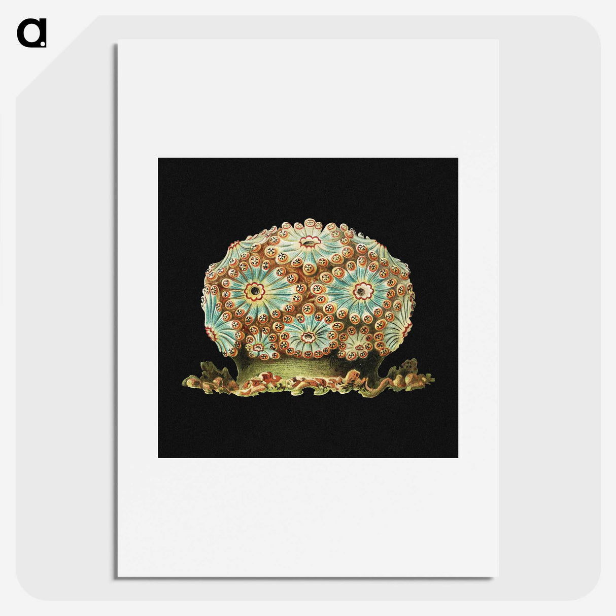 1-100_Ernst-Haeckel_picture