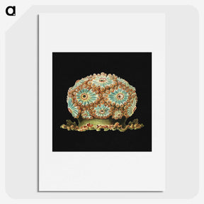 1-100_Ernst-Haeckel_picture
