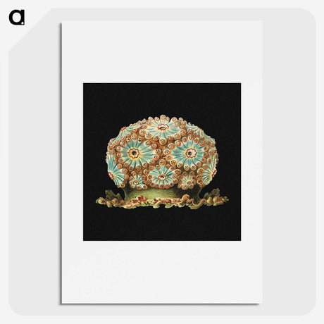 1-100_Ernst-Haeckel_picture
