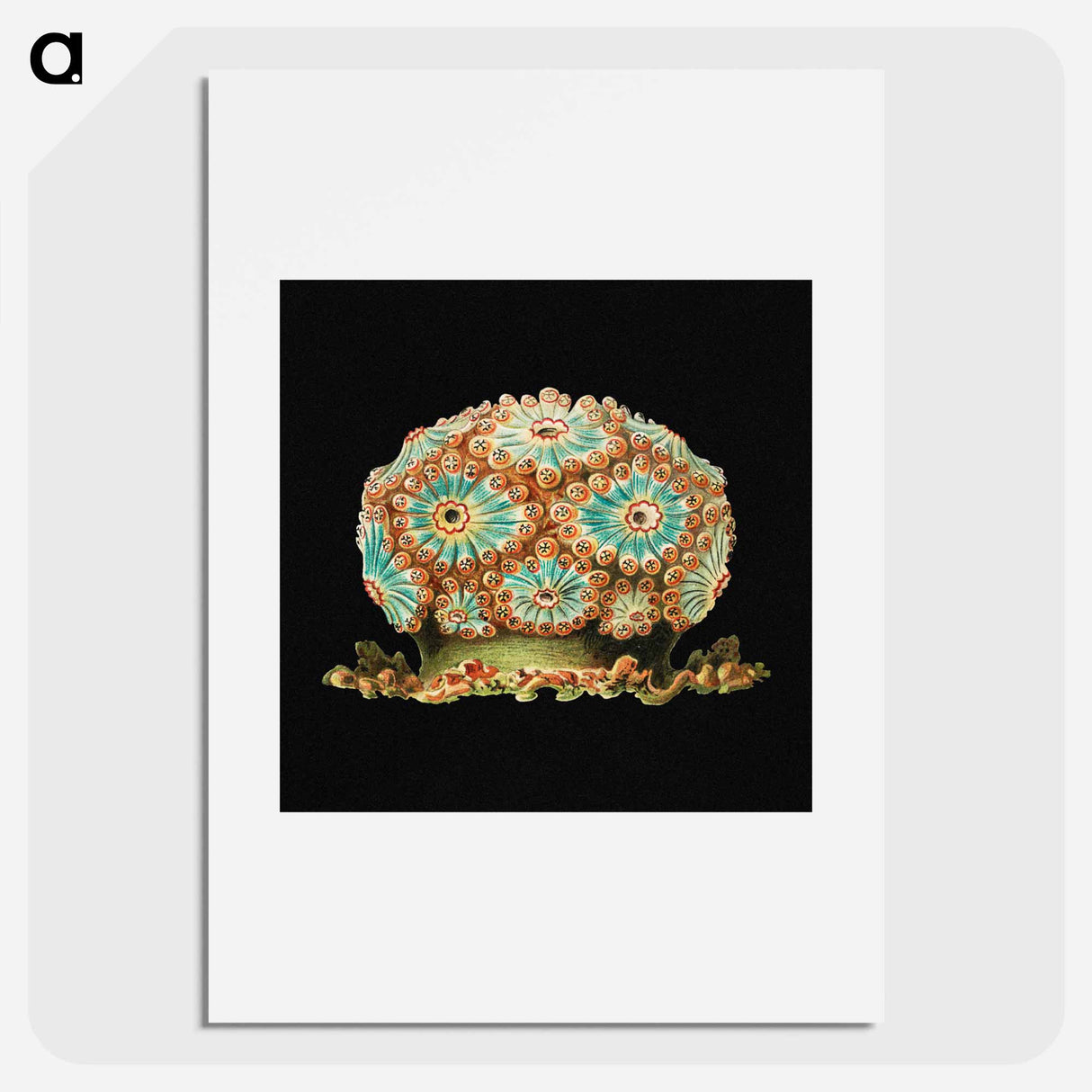 Colorful vintage tunicate marine life illustration - エルンスト ヘッケル Poster.