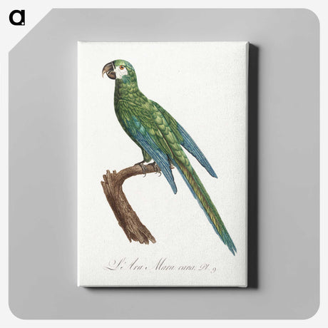 1-100_Francois-Levaillant_canvas