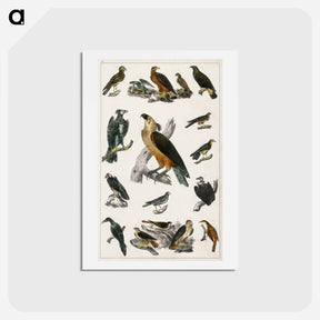 アートポストカード-Birds from Animated Nature
 - ゴールドスミスの生き生きとした自然 Postcard.