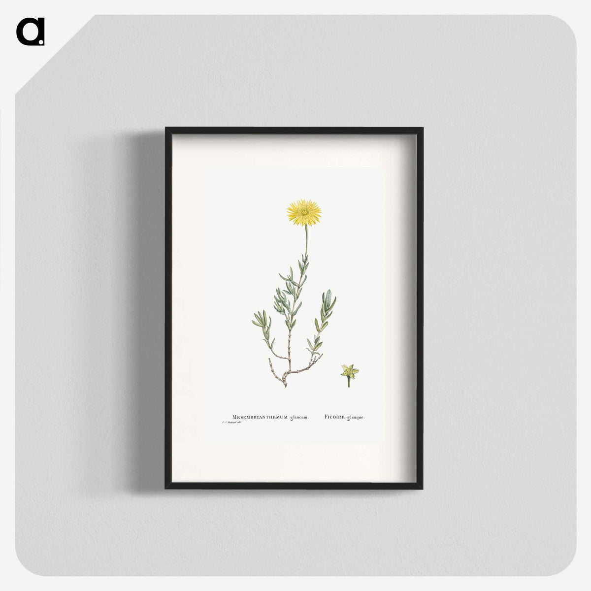 1-100_Histoire-des-Plantes-Grasses_blk